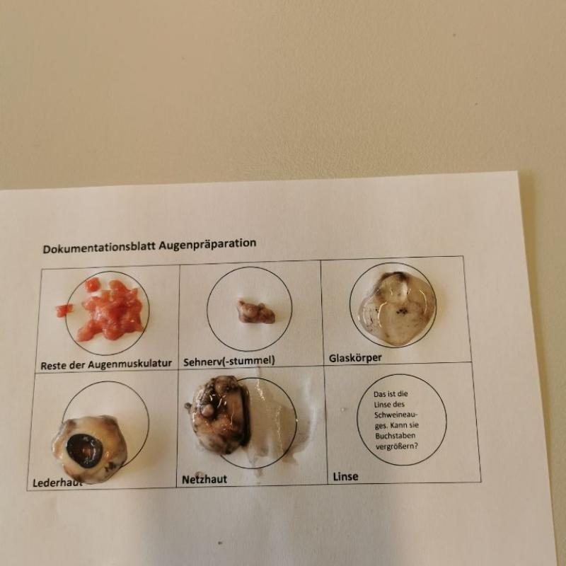 Biologie genau betrachtet