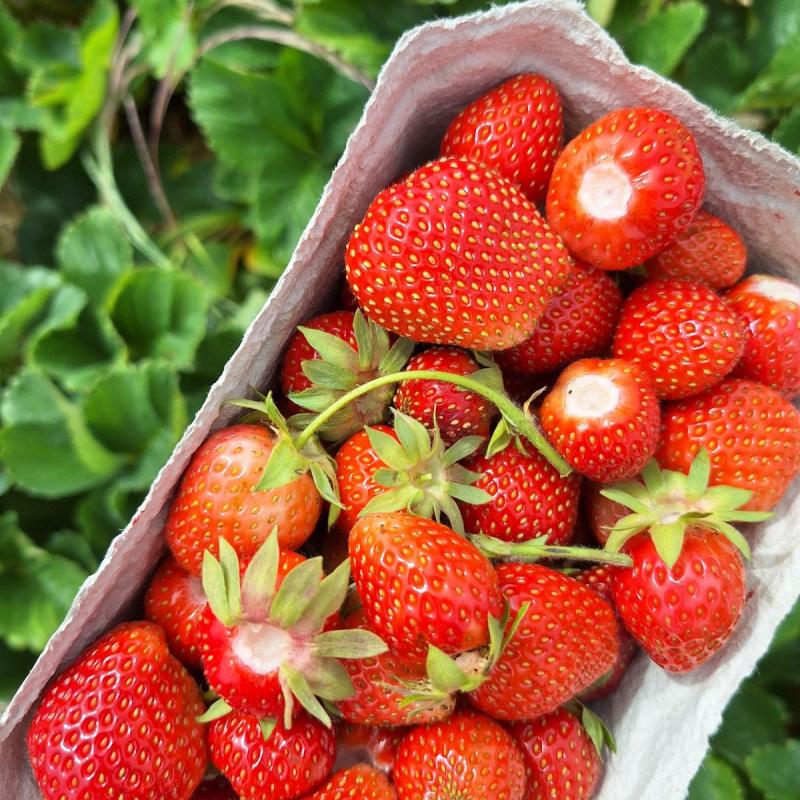 Schale voller roter Erdbeeren